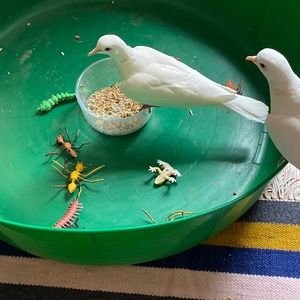 Meet your Posher, Allie